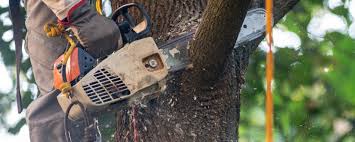 Professional Tree Care in Meadowbrook, VA