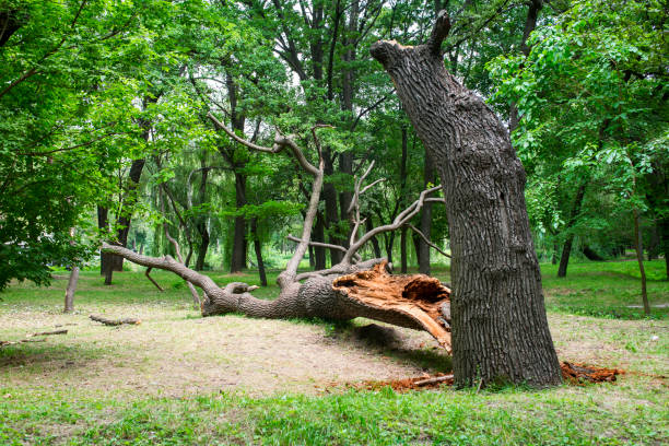 How Our Tree Care Process Works  in  Meadowbrook, VA