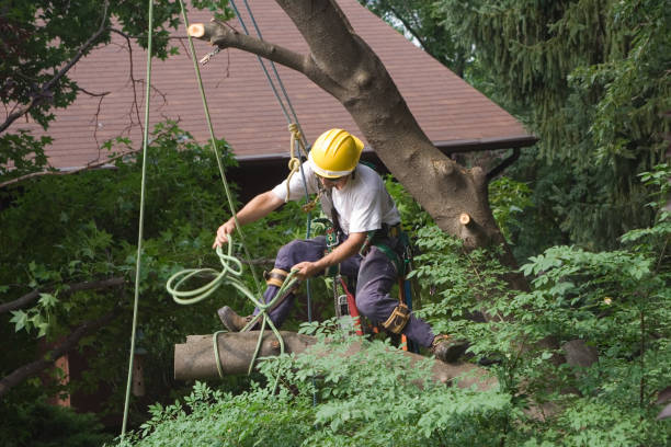 Landscape Design and Installation in Meadowbrook, VA