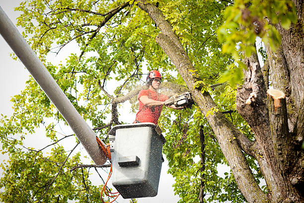 Meadowbrook, VA Tree Care Company